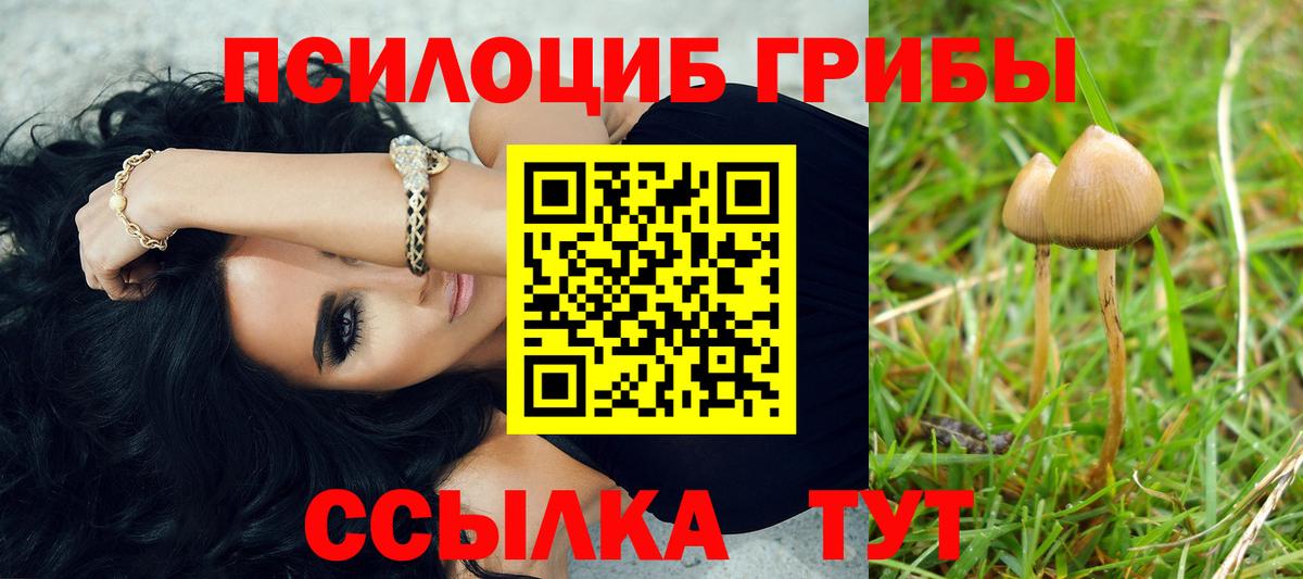 Галлюциногенные грибы Psilocybe Гудермес